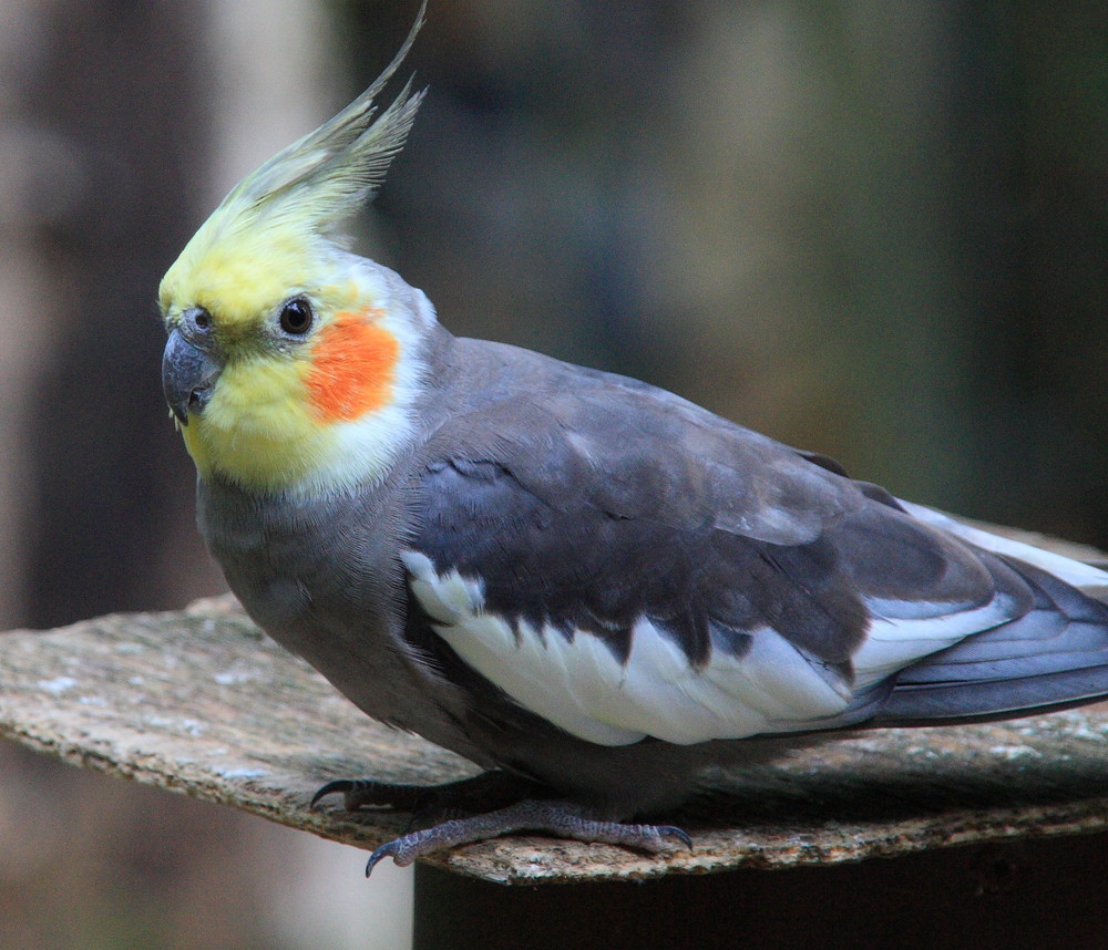 Nymphensittich 2 Foto & Bild tiere, haustiere, vögel Bilder auf
