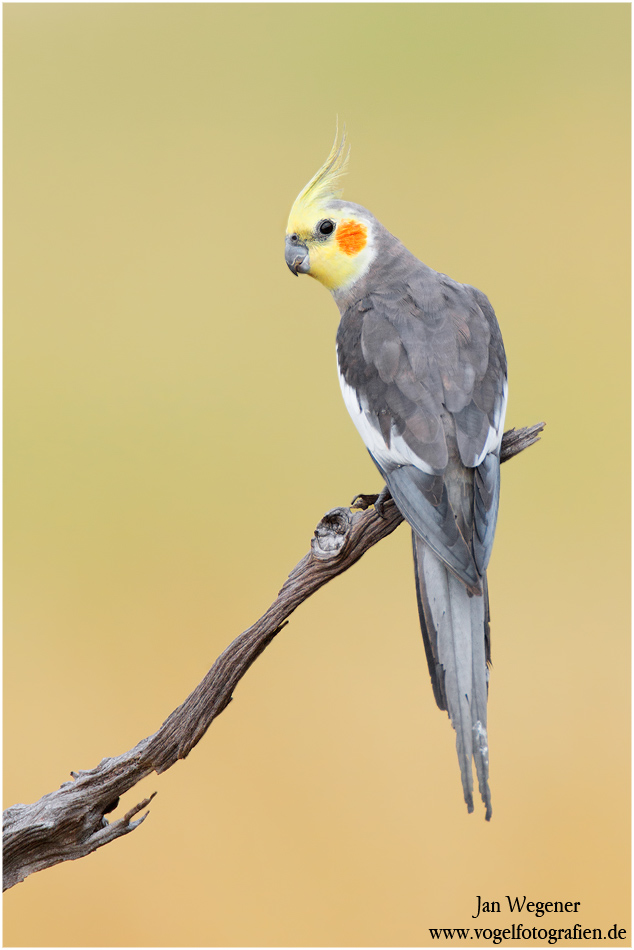 Nymphensittich (Nymphicus hollandicus) in Australien