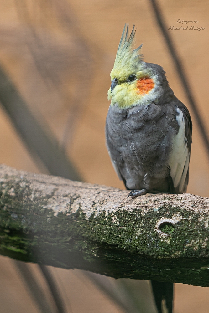 Nymphensittich / Zoo Archte Noah / 13.07.20