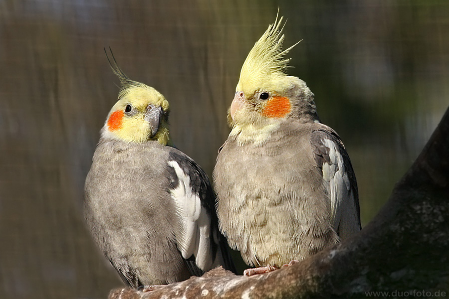 Nymphensittiche Foto & Bild tiere, zoo, wildpark & falknerei, vögel Bilder auf
