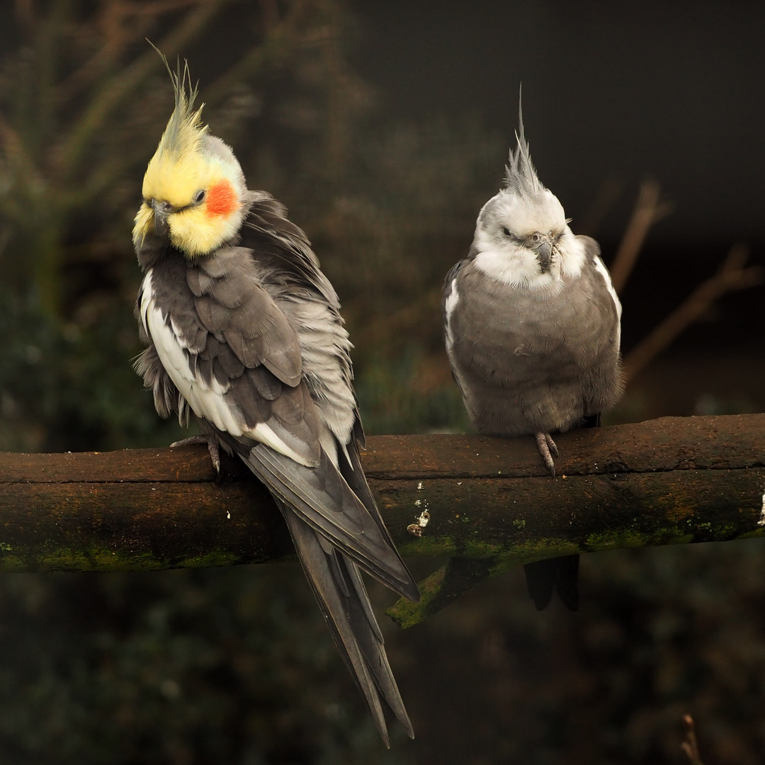 Nymphensittiche Foto & Bild tiere, zoo, wildpark & falknerei, vögel Bilder auf