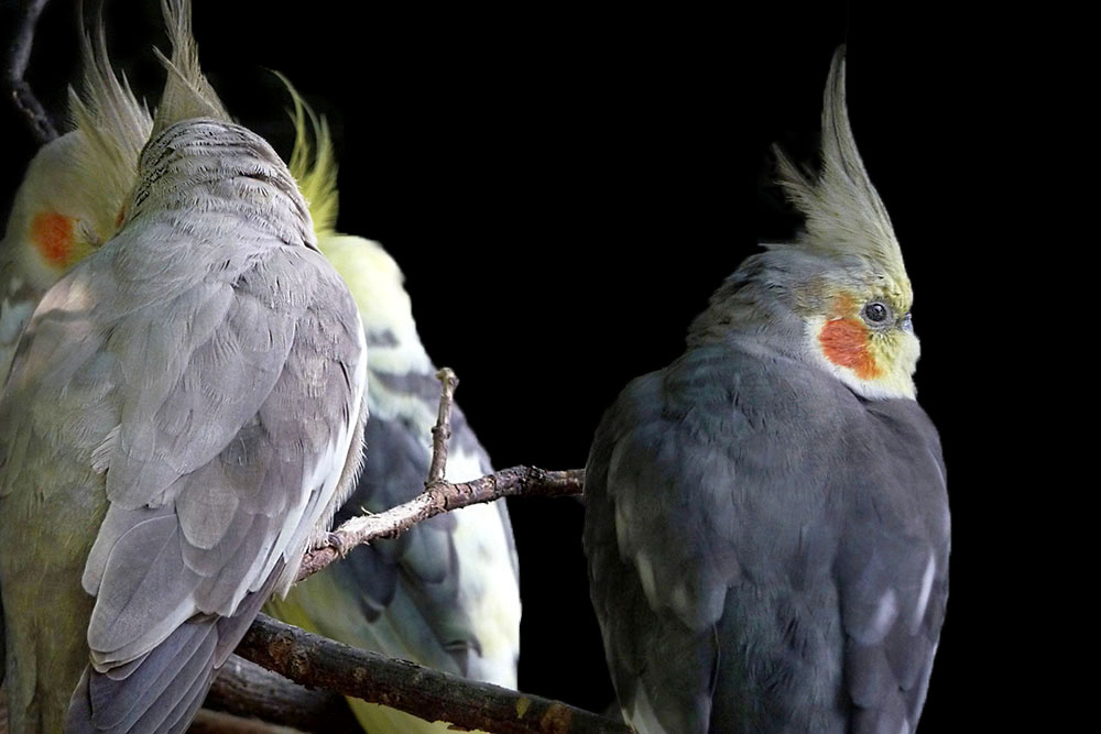 Nymphensittiche im Aachener Tierpark