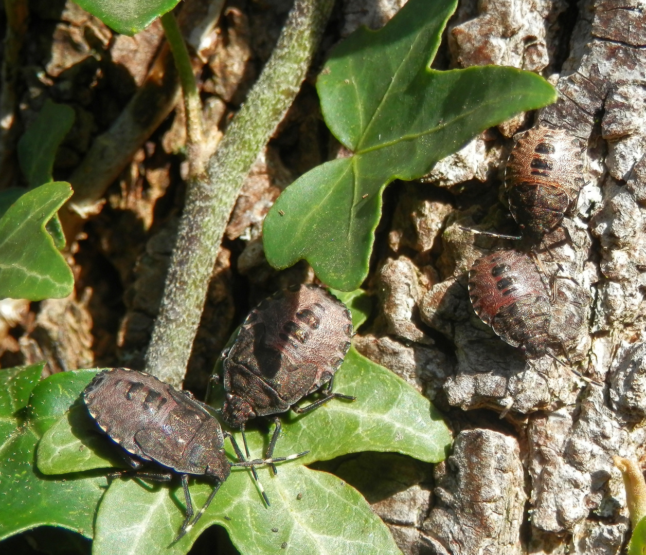 Nymphentreffen auf dem Spitzahorn