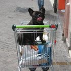 nyna bouledogue francese