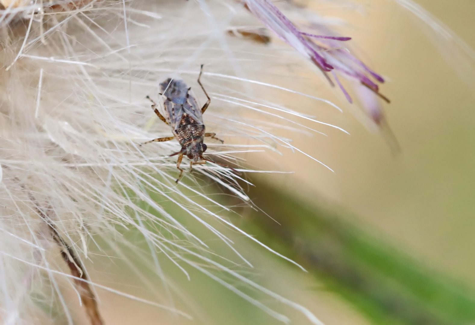 Nysius senecionis