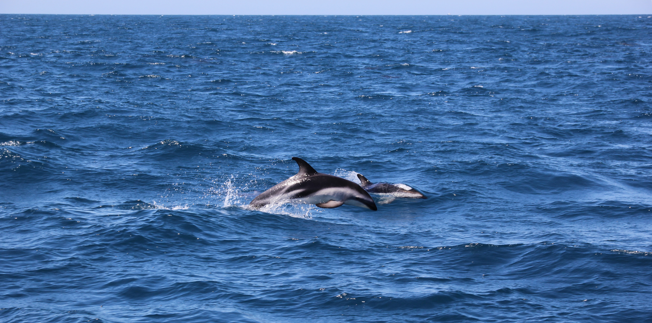 NZ-13-12-14-Dolphin Watching [1]