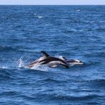 NZ-13-12-14-Dolphin Watching [1]