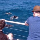 NZ-13-12-14-Dolphin Watching [2]