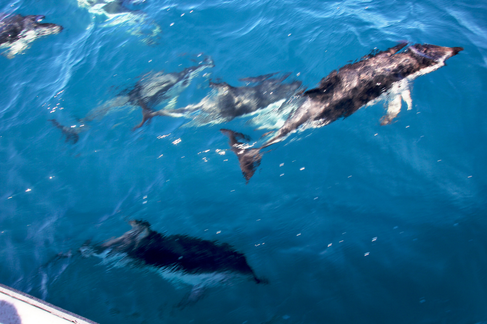 NZ-13-12-14-Dolphin Watching