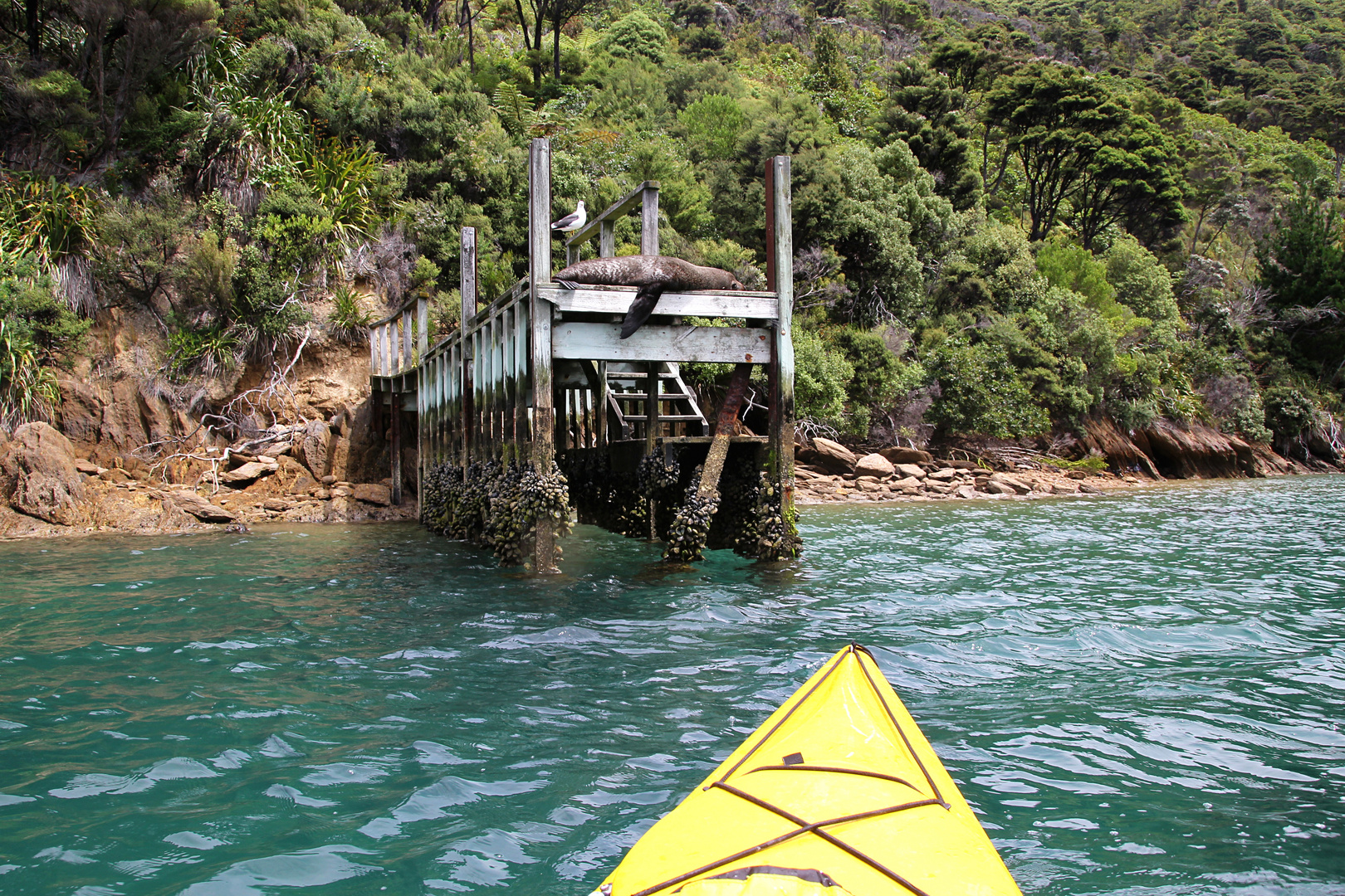 NZ-13-12-16-Setting Sail on Marlborough Sound [1]