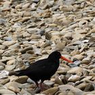 NZ-13-12-16-Setting Sail on Marlborough Sound [3]