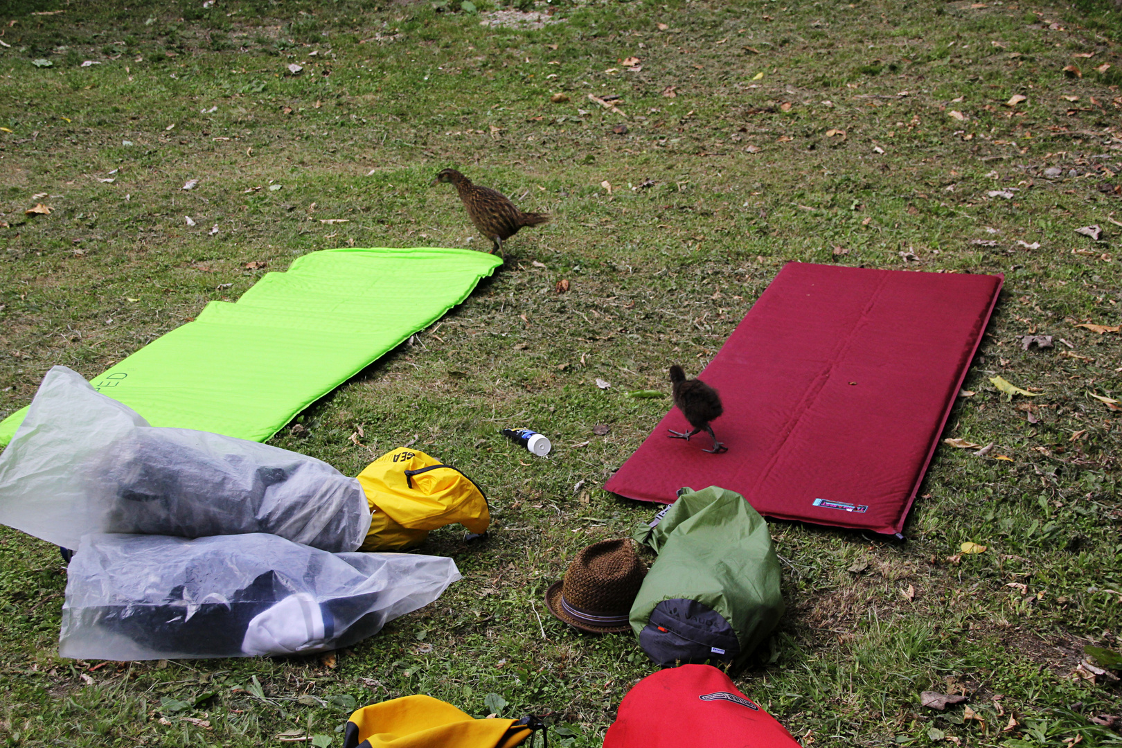 NZ-13-12-17-The crossing to Blumine Island [2]