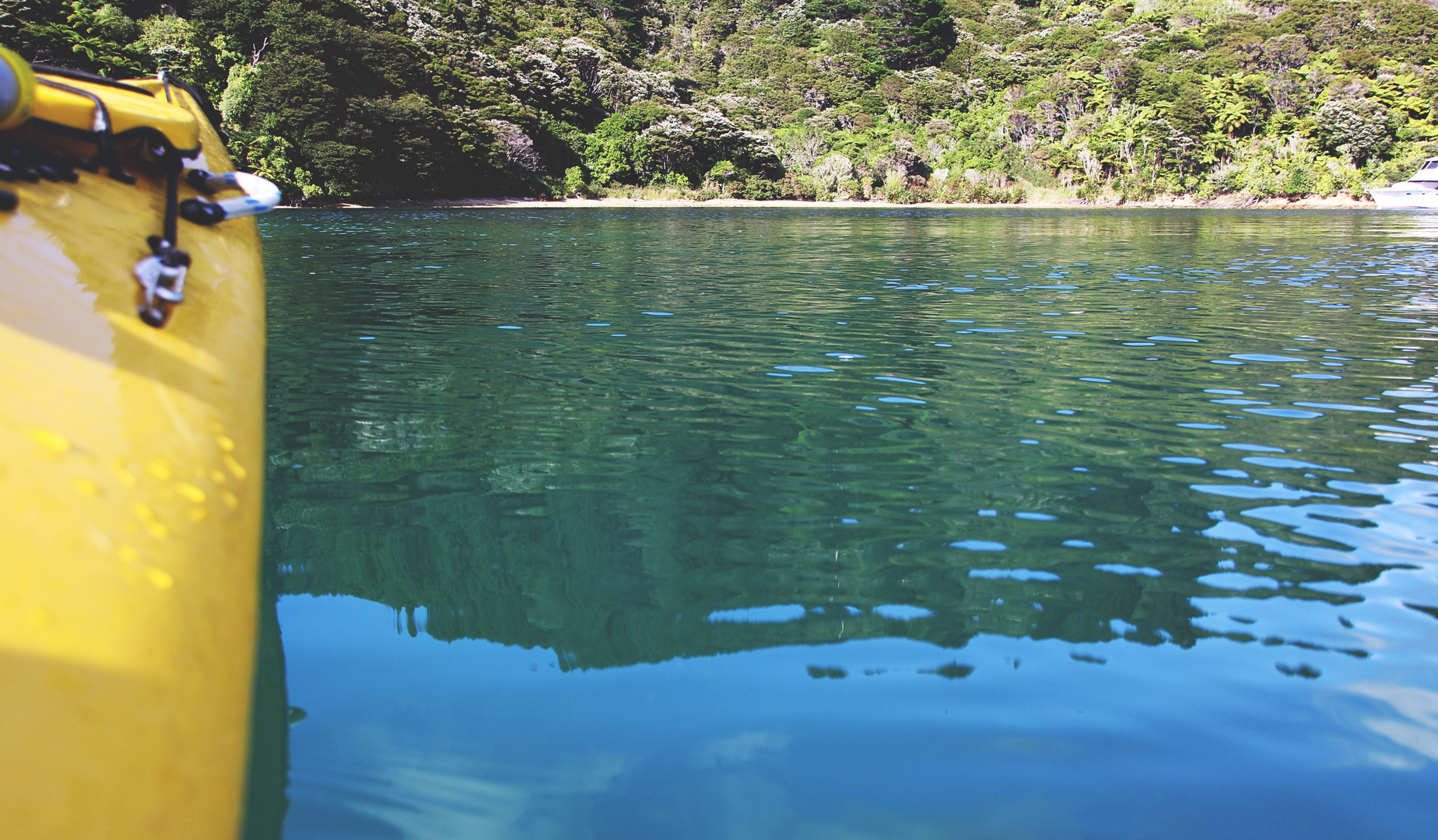 NZ-13-12-18-Chilled to Punga Cove [1]