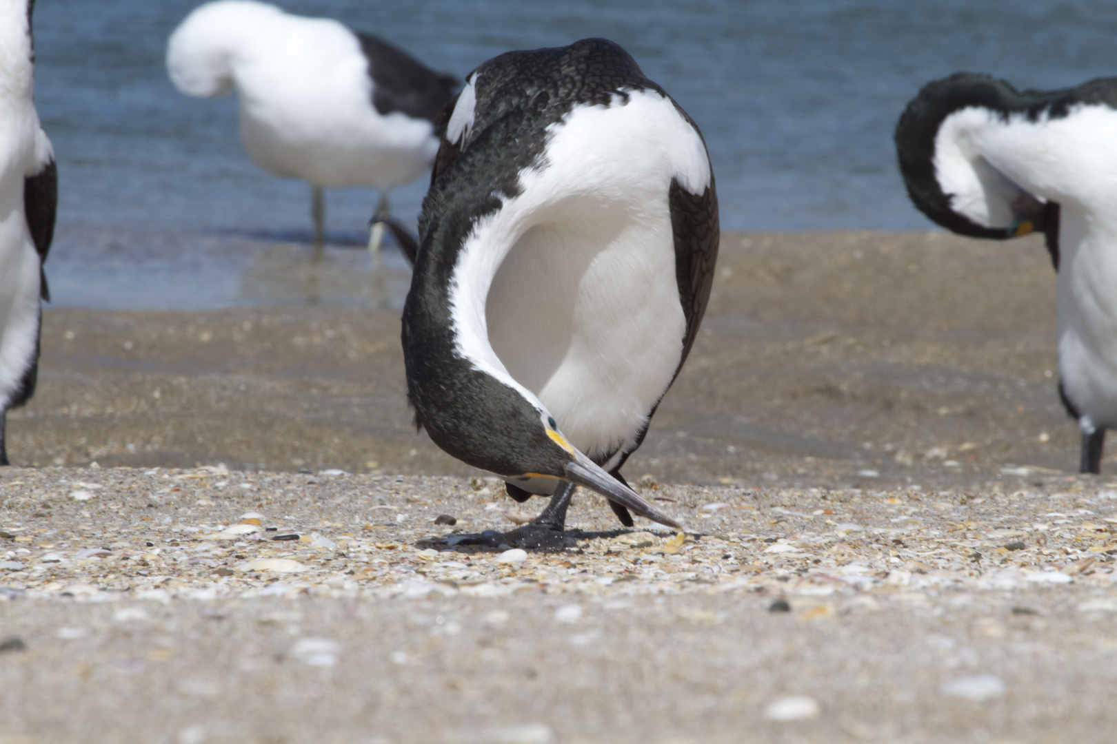 Nz Cormoran