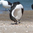 Nz Cormoran