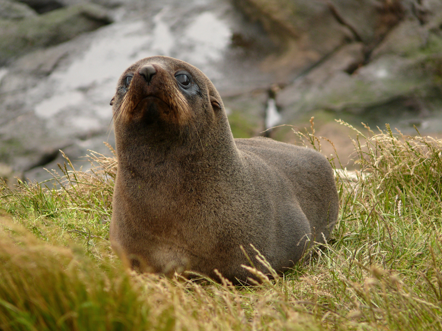 nz fur seal