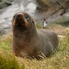 nz fur seal