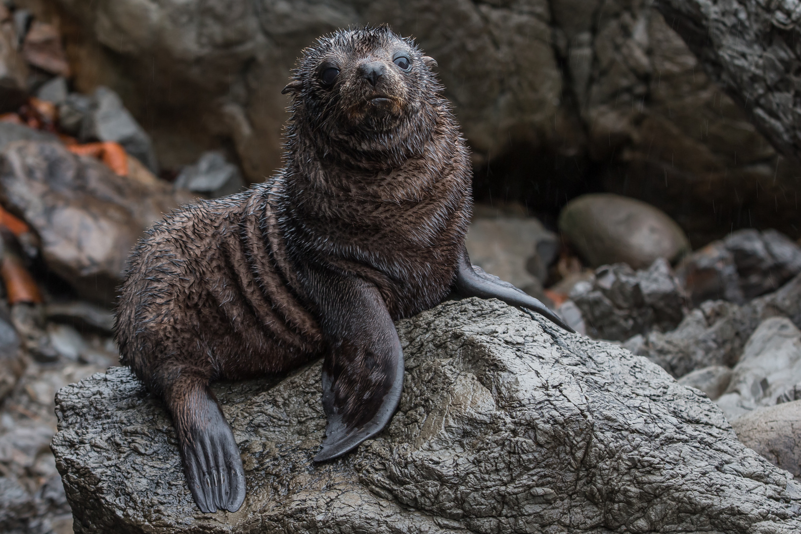 NZ Fur Seal Pub