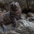 NZ Fur Seal Pub