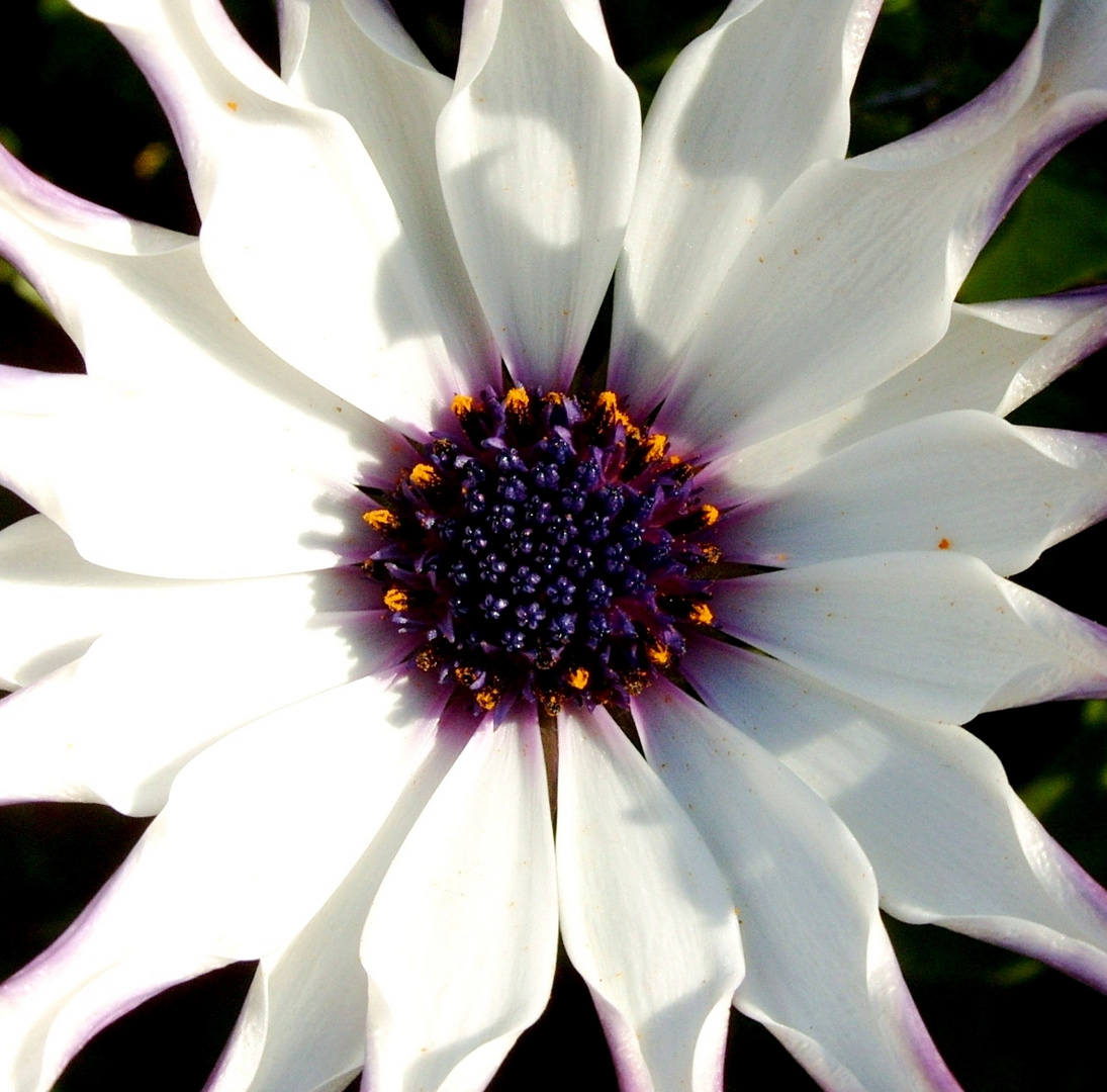 NZ, Gardenflower, Northern Island