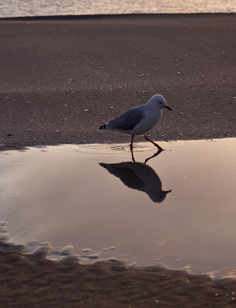 NZ. hot water beach