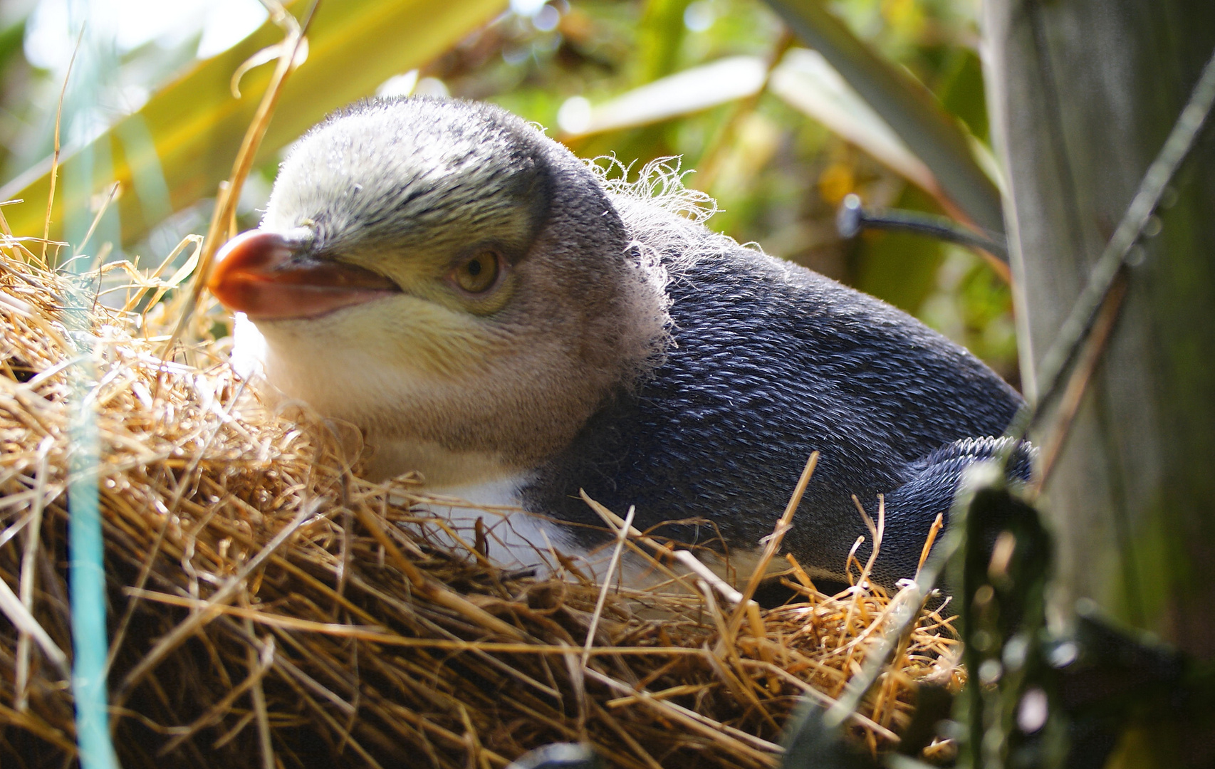 NZ Junger Gelbaugenpinguin