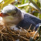 NZ Junger Gelbaugenpinguin