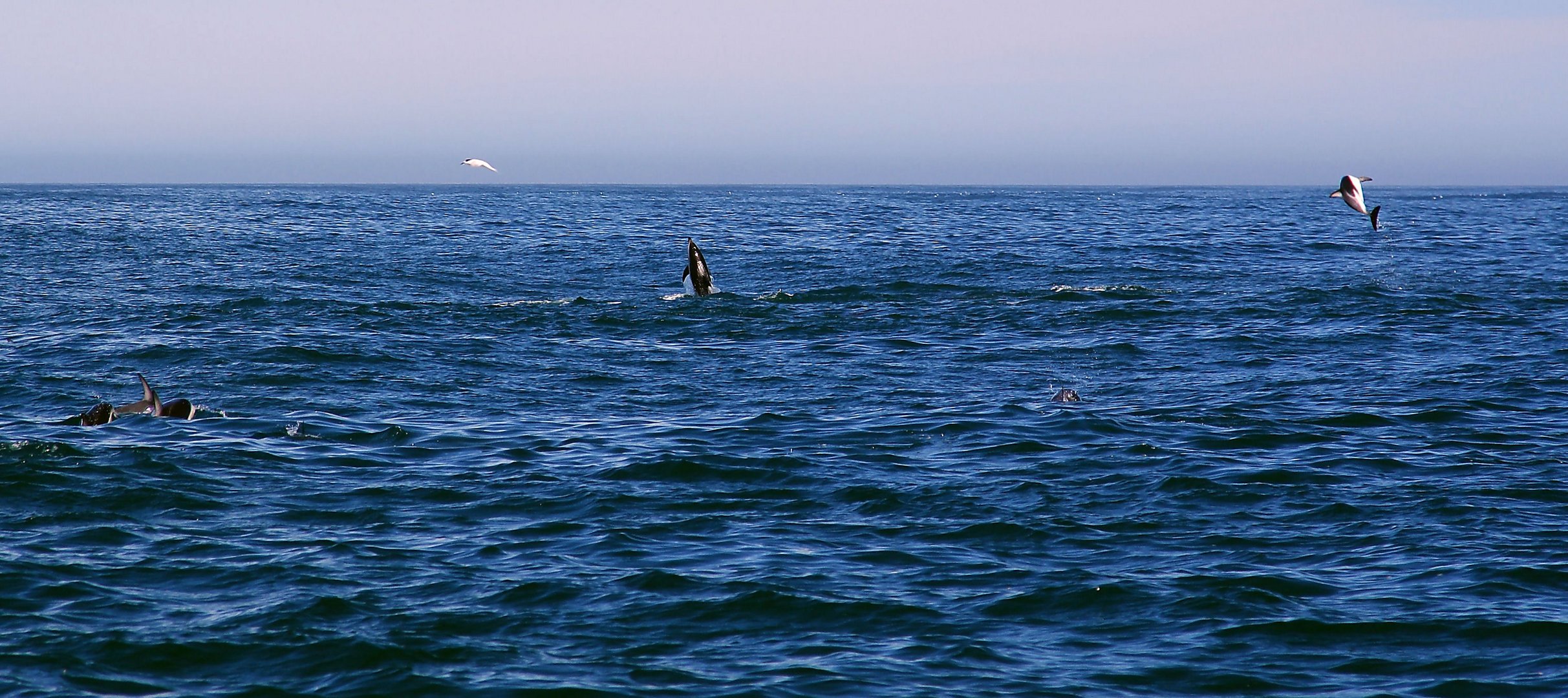 NZ Kaikura Dusky Delfine als Begleiter