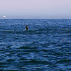 NZ Kaikura Dusky Delfine als Begleiter