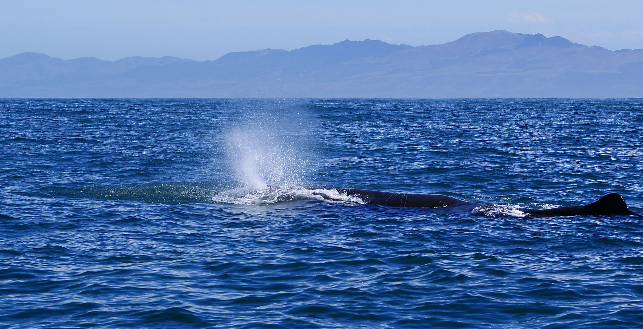 NZ Kaikura Whale Watching Na also...