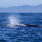 NZ Kaikura Whale Watching Na also...