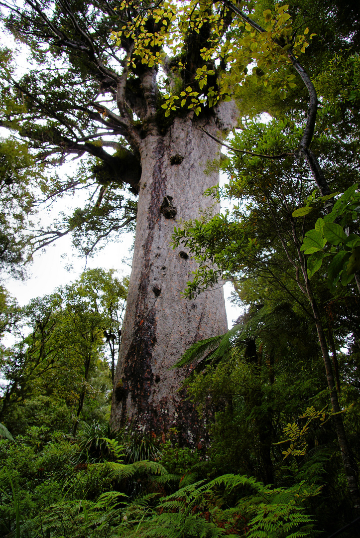 NZ Kauri Baum im Waipoua Forest