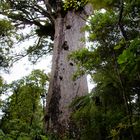 NZ Kauri Baum im Waipoua Forest