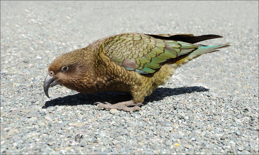 NZ Kea