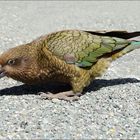 NZ Kea