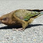 NZ Kea