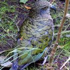 NZ Kea im Kiwi Wildlife Park