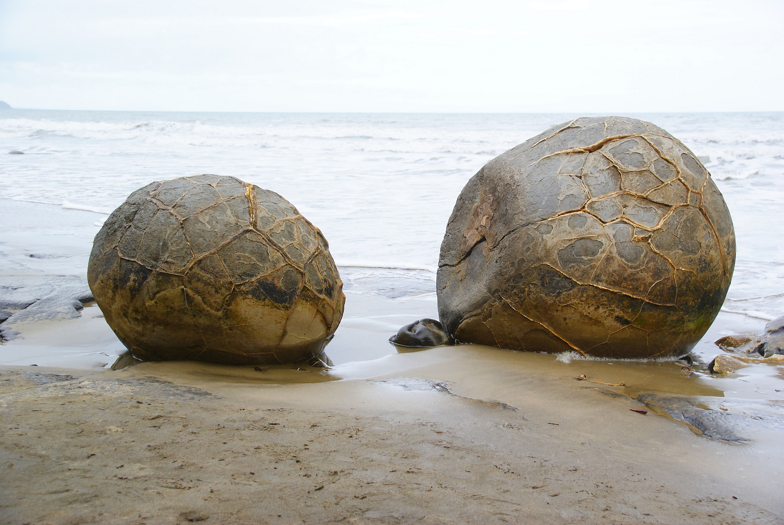 NZ Keine Schildkröten...