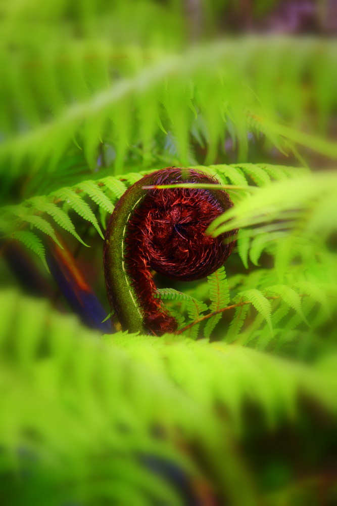 nz koru