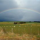 NZ landscape