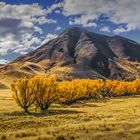 NZ Landscape