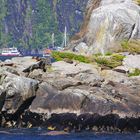 NZ Milford Sound Fellrobbenkolonie