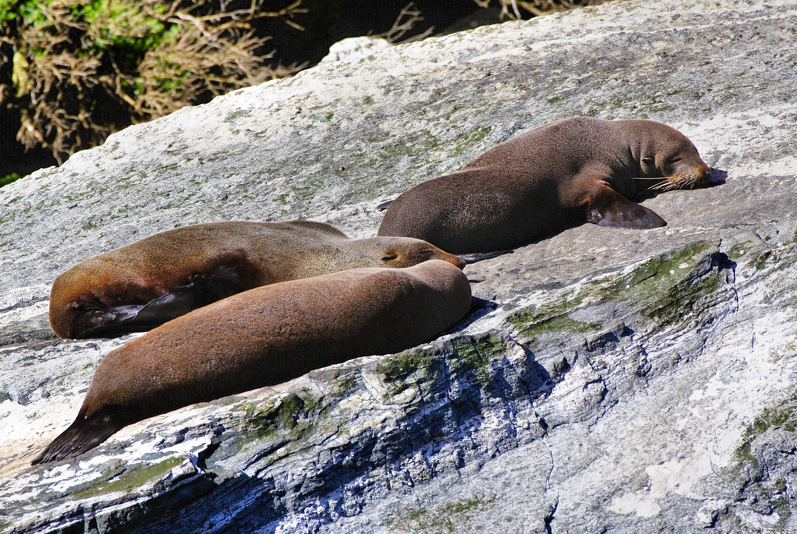 NZ Milford Sound Seelöwen