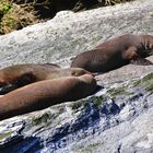 NZ Milford Sound Seelöwen