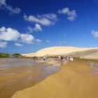 NZ Ninety Mile Beach Skeleton auf Sand