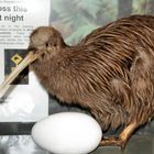 NZ Ohakune Kiwi  Namensgeber...