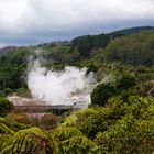 NZ Rotorua Dampfkessel