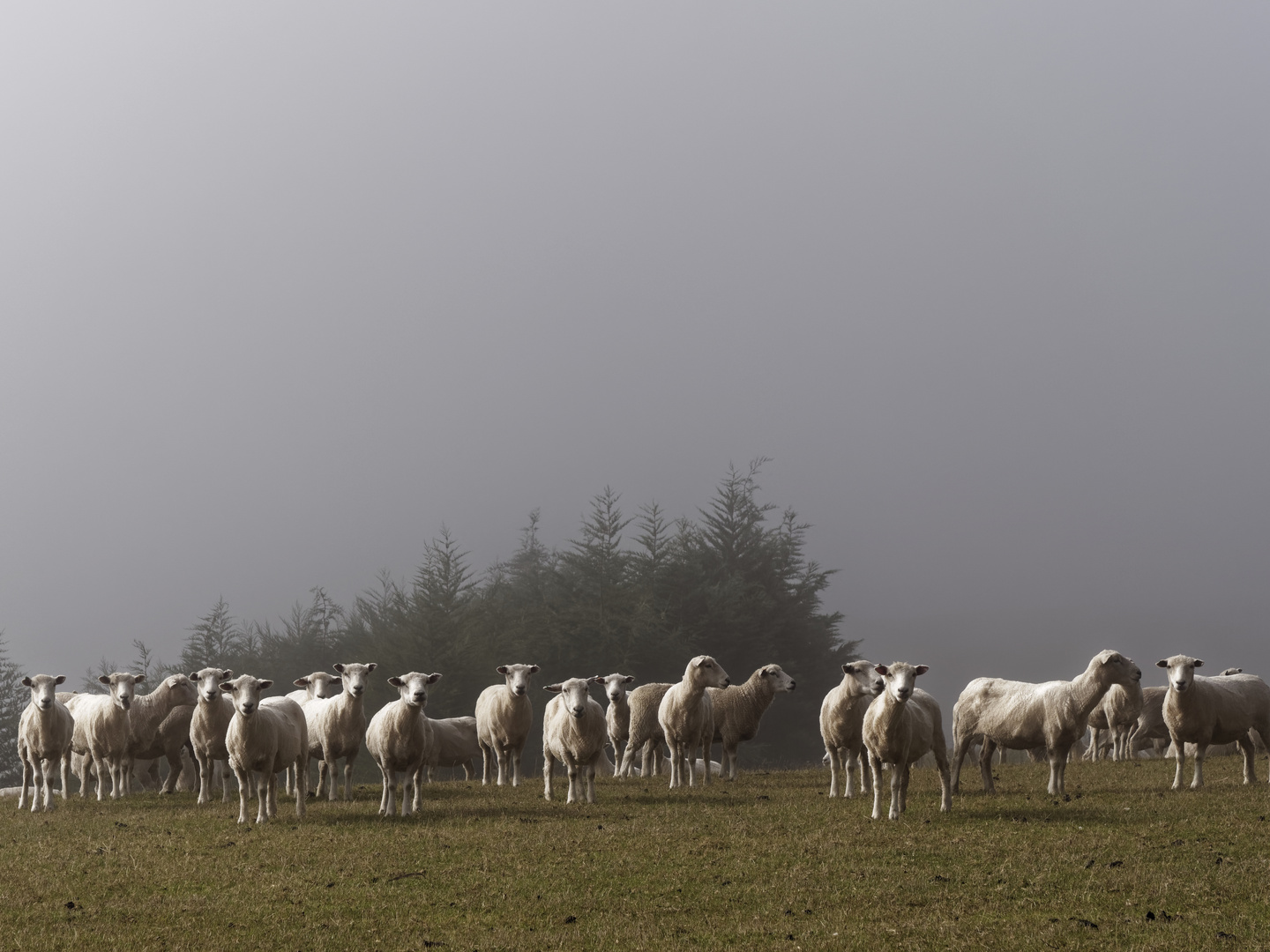 NZ Schafe im Morgennebel