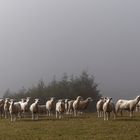 NZ Schafe im Morgennebel