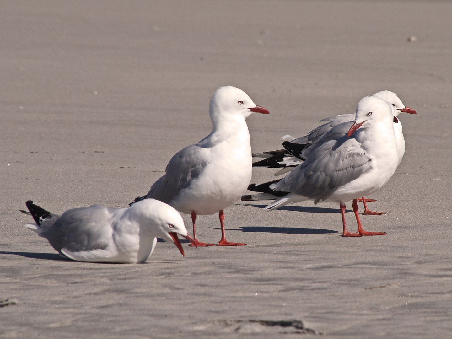 NZ Seagull